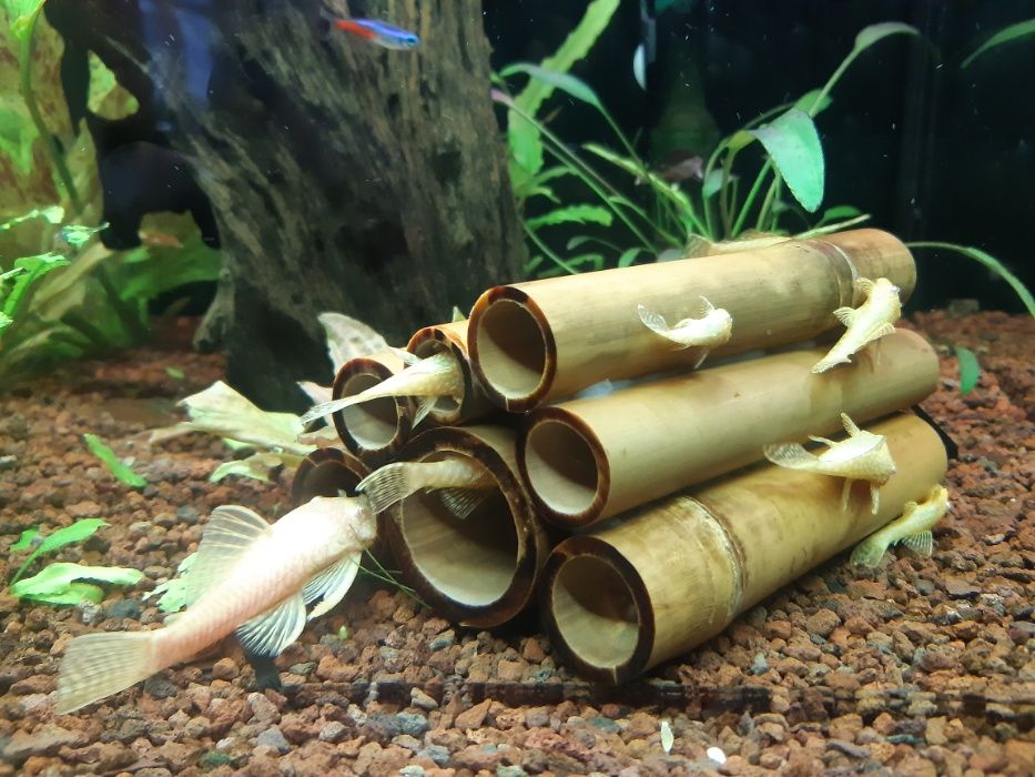Zamienię rurki bambusowe na krewetki lub rybki