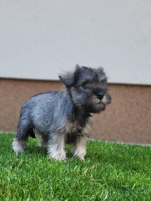 Sznaucer Miniaturowy Szczeniak Pieprz i Sól