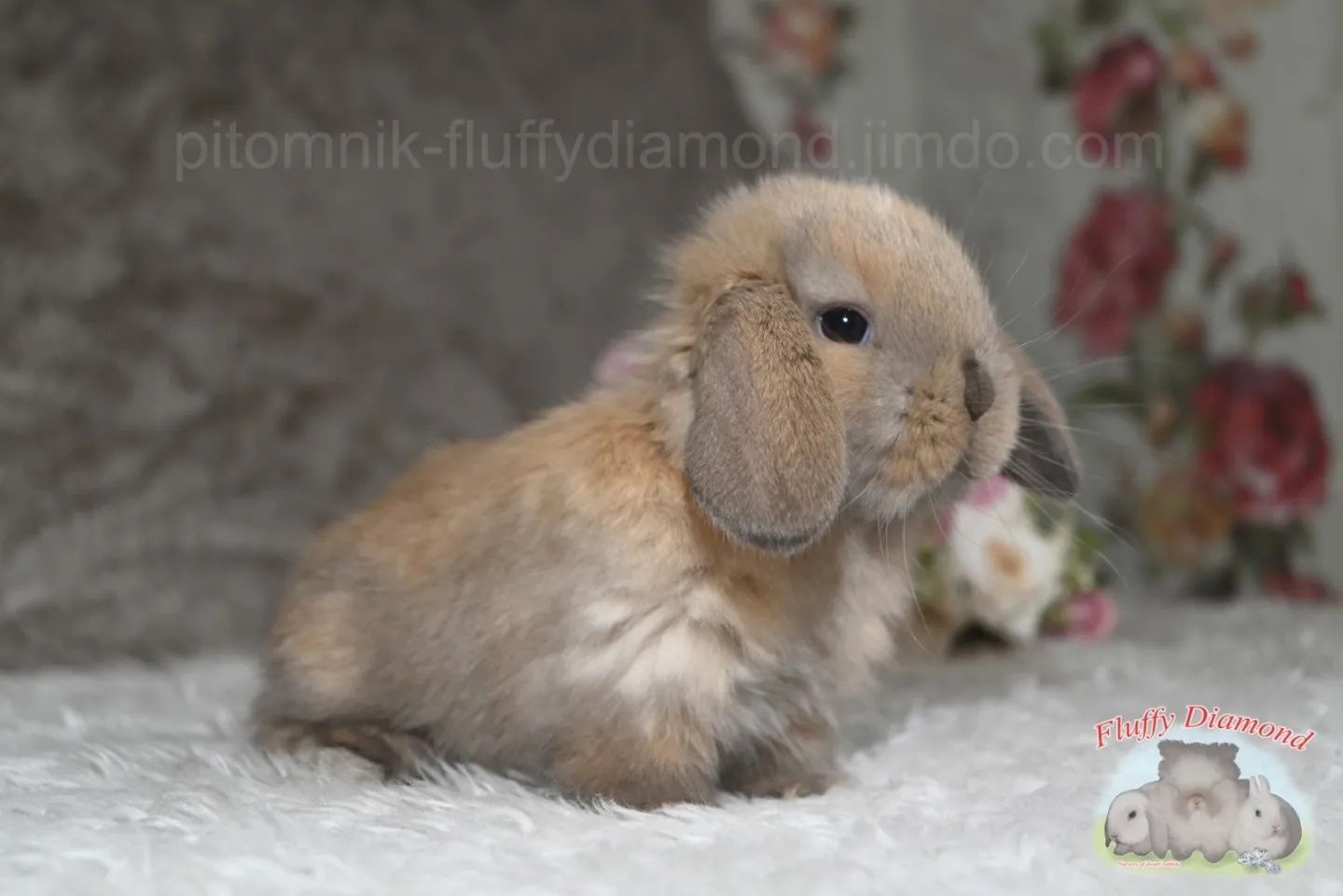 Карликовий висловухий кролик - NHD. Хлопчик. Тюрінгенське забарвлення