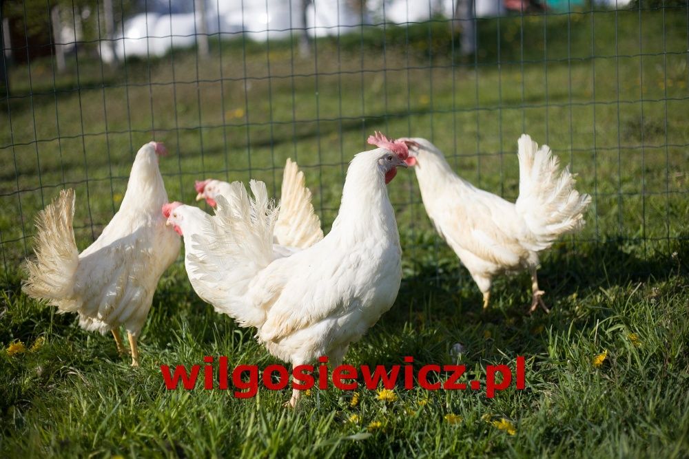 Kury kokosszki nioski  odchowana dostawa na miejsce Gratis
