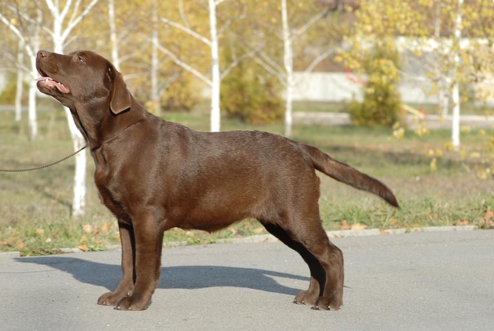 Шоколадная девочка породы лабрадор.