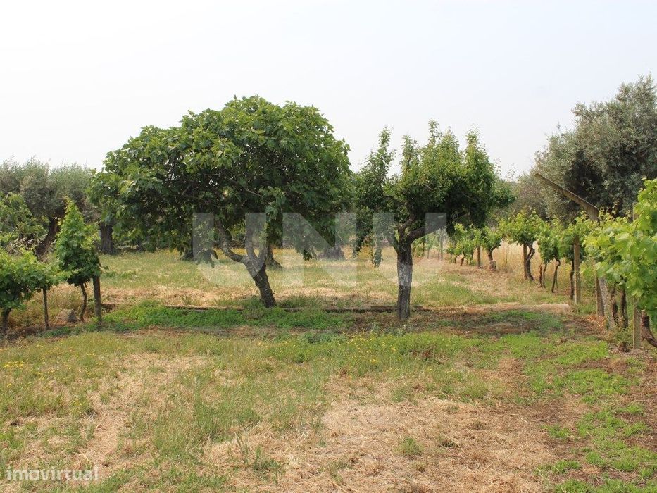 Quintinha com 1875m2 para Venda em Escalos de Cima