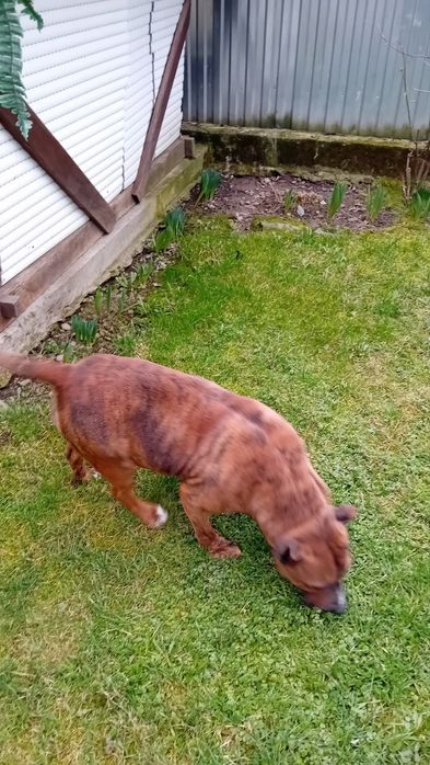 Віддам в хороші руки Стаф всі вопроси на Вайбер +420776413212