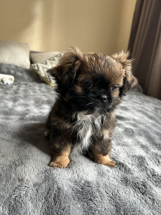 Цуценята пікінеси