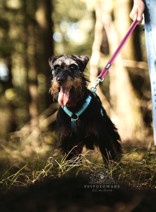 Twix – wierne psie serce szuka kogoś, kto go pokocha