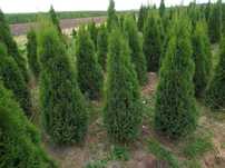 Tuja brabant, szmaragd 170cm do 300cm ,dowozimy gratis, sadzimy