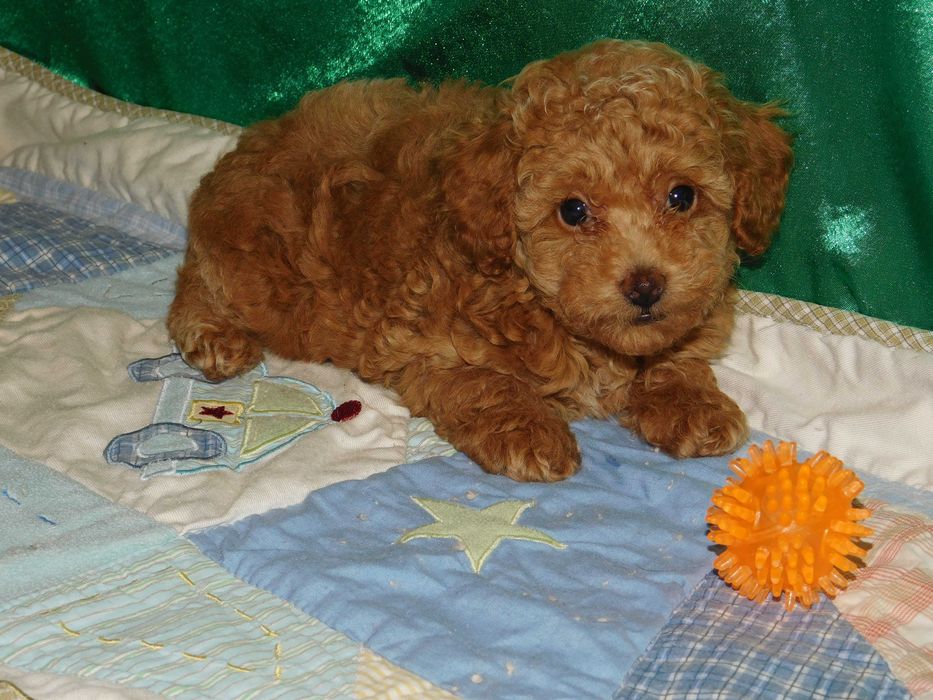 Красуня дівчинка той пудель