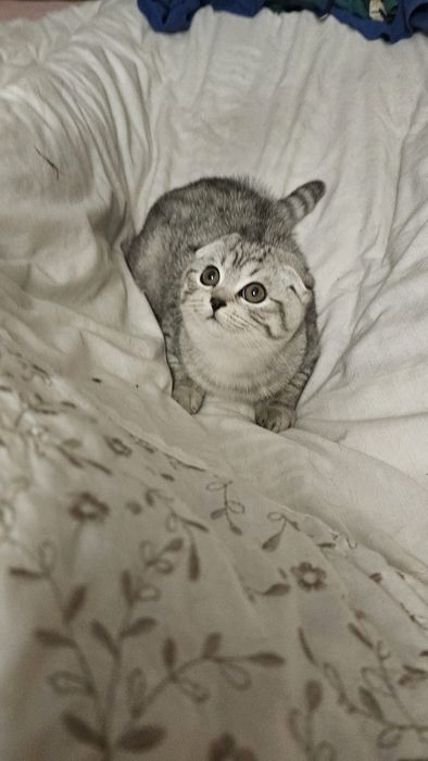 Шотландські кошенята