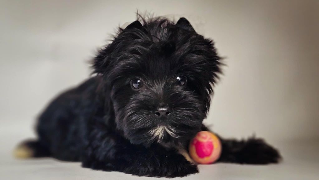 York, yorkshire terrier black Picasso