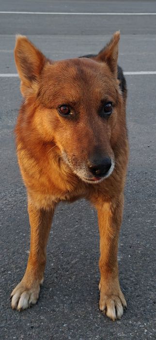 Шукаю родину для собаки