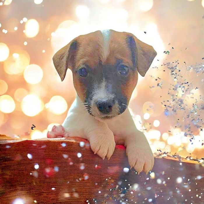 Круті джек- рассел!