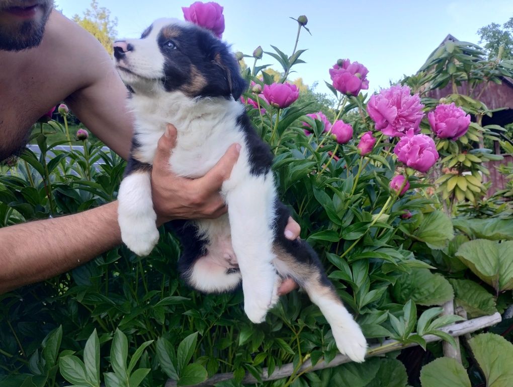 Border Collie śliczny piesek tri-color