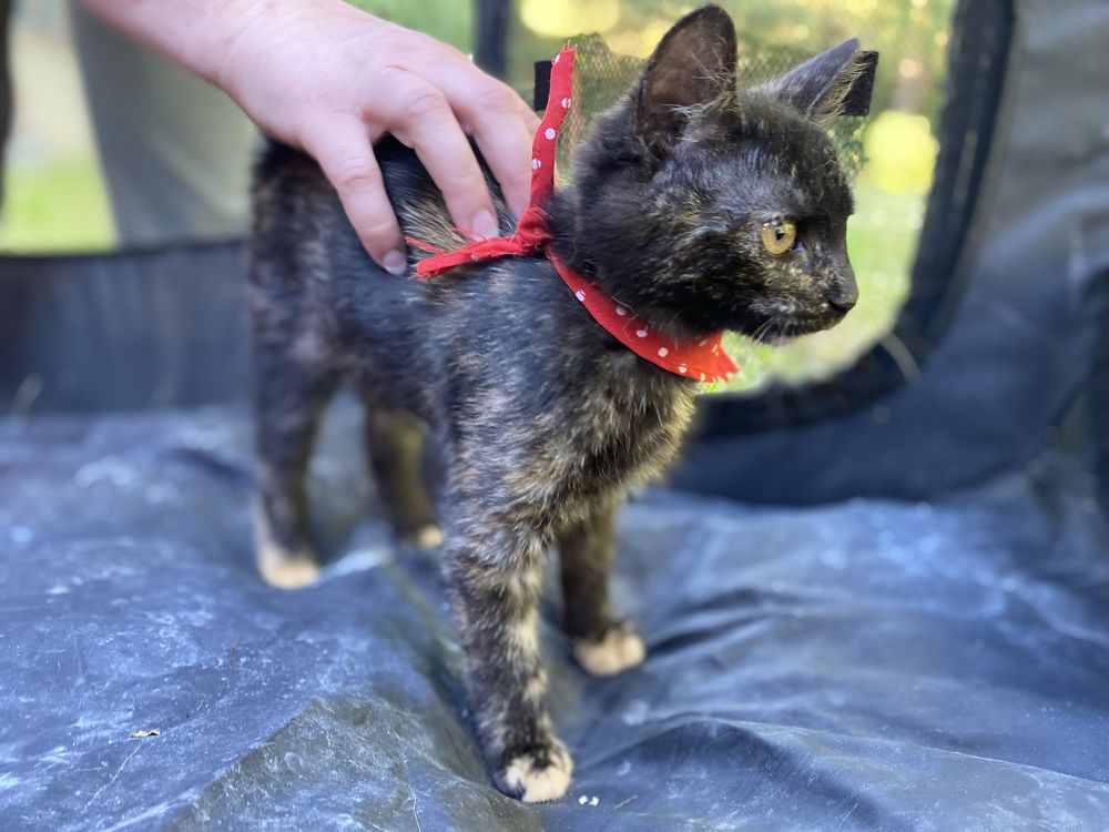 Koteczka do adopcji - Kiki kocha wszystkich
