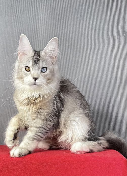 Девочка доминантные голубые глаза.