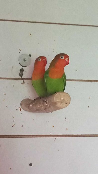 Sprzedam Młode Nierozłączki 2025