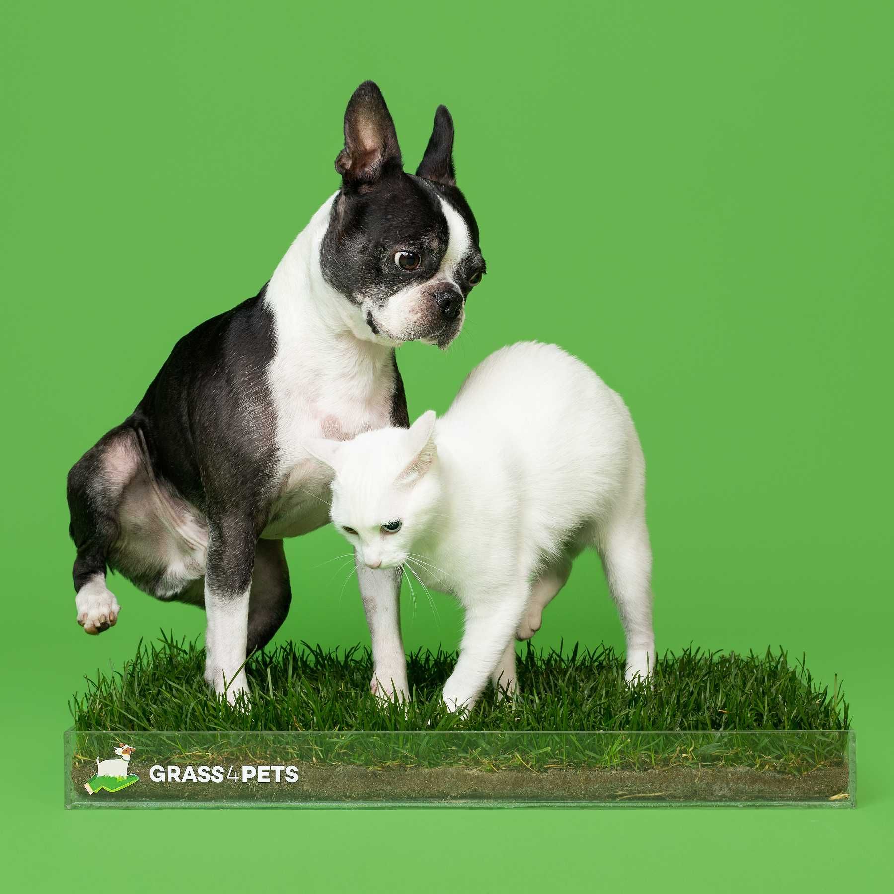 GRASS4PETS! Relva natural para os seus patudos!