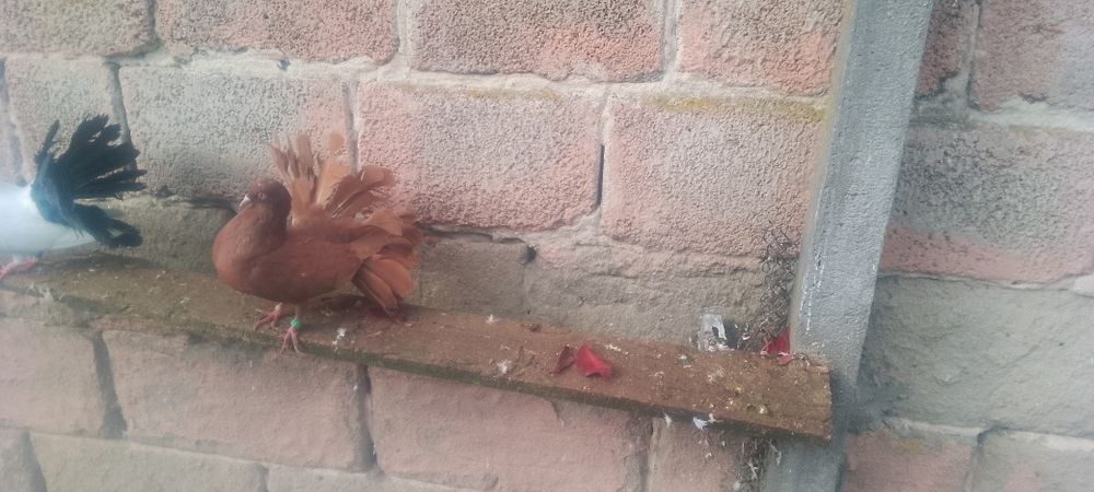 Pawiki czerwony samiec i żółta na lecie samica