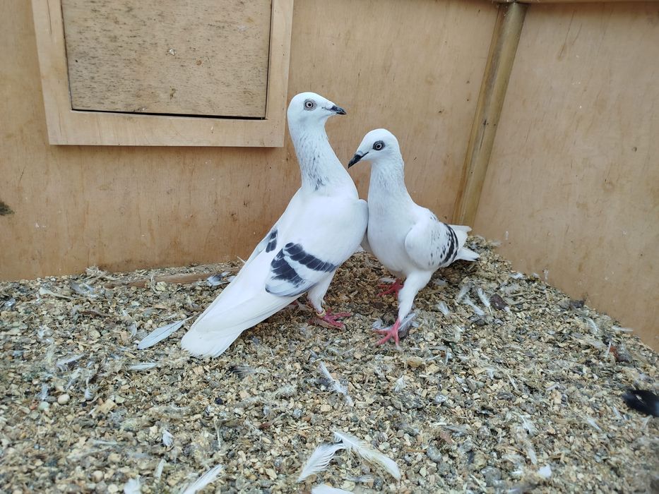 Gołębie pasiaki...