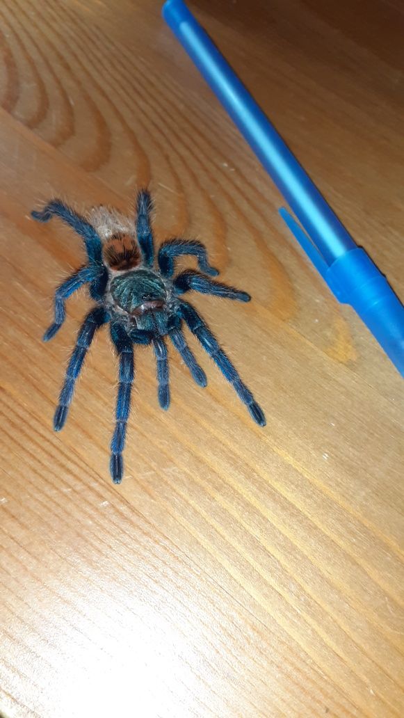 Chromatopelma cyaneopubescens SAMICA