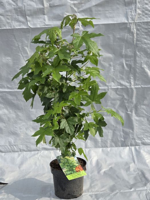 Ambrowiec amerykański