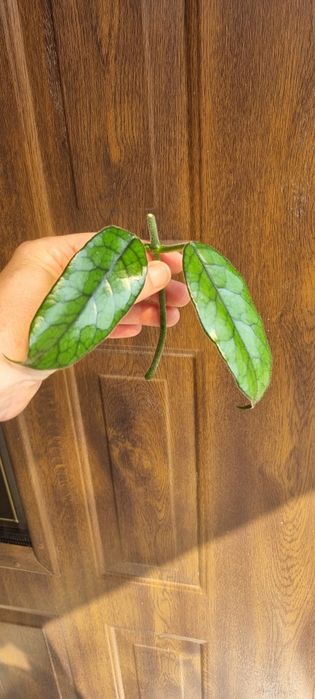 Hoya Globulosa cięte sadzonki
