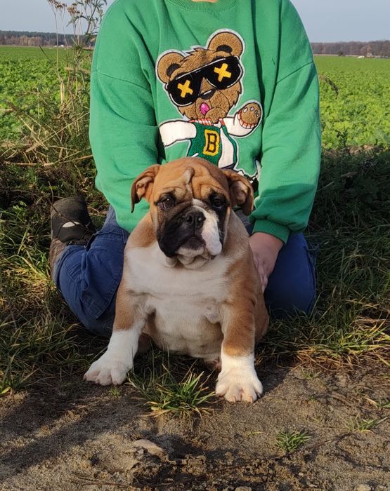 Buldog angielski RUDY Piesek  ZKwP/ FCI