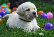 Labrador retriever-  piesek   ZKwP/FCI