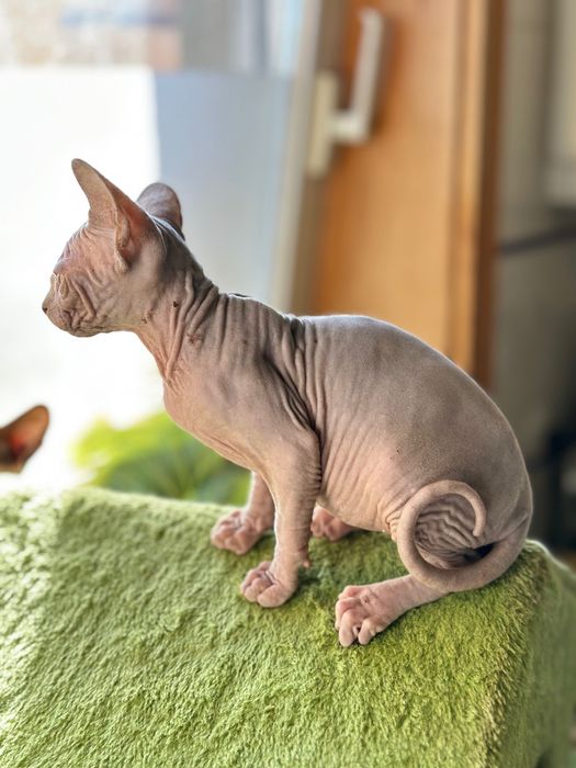 Sphynx cor lilac maravilhoso