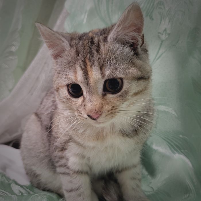 Киця безплатно віддам