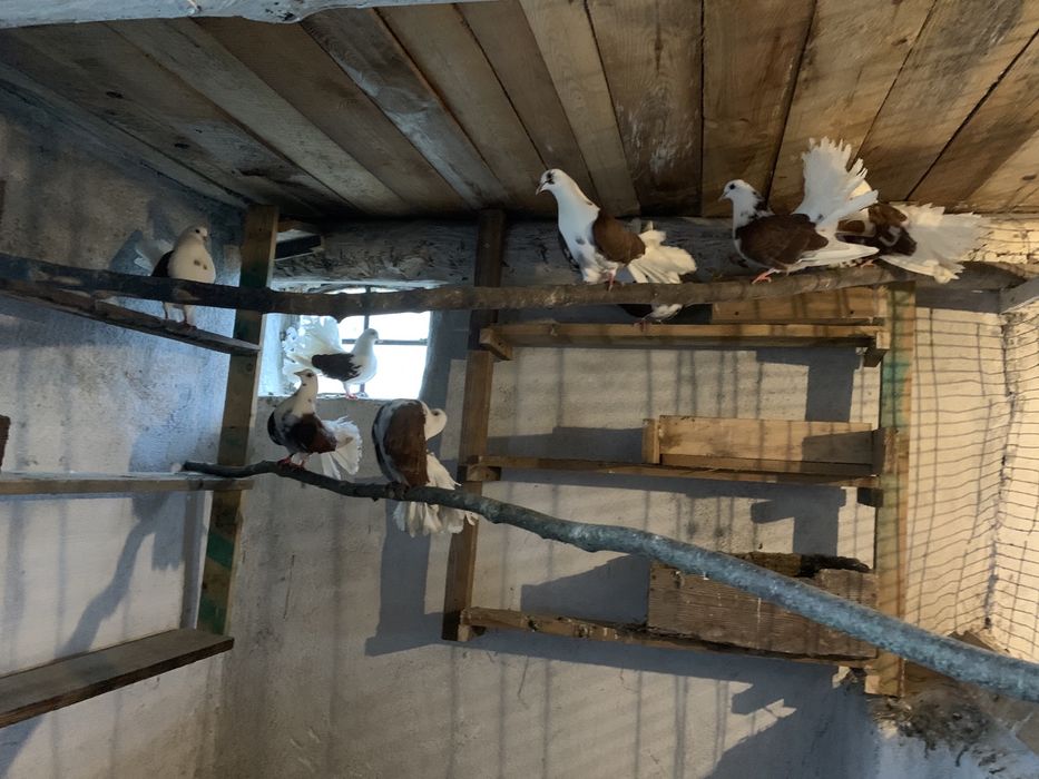 Gołąbki para pawiki biało / brazowe /Okazja  !