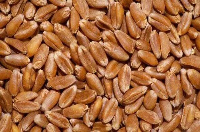 Пшениця, пшеница урожай 2022 Продам зерно фасоване в мішках  6000 т