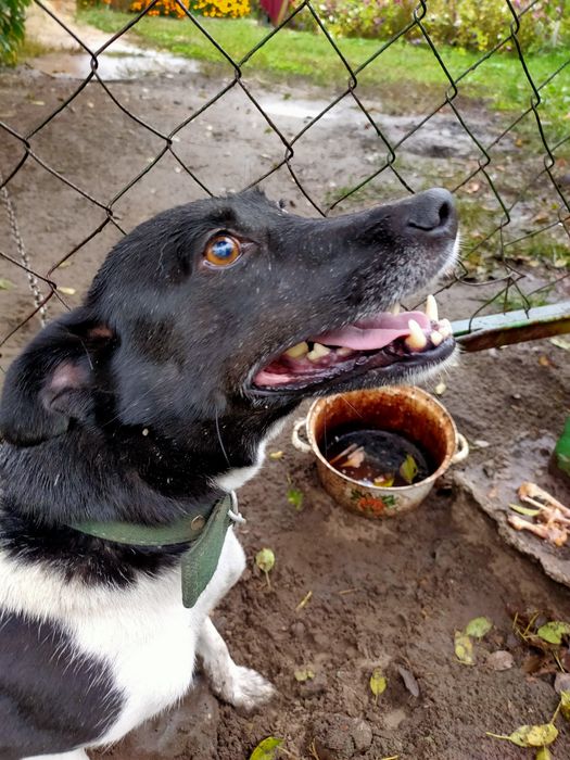 Собачка кличка Рада