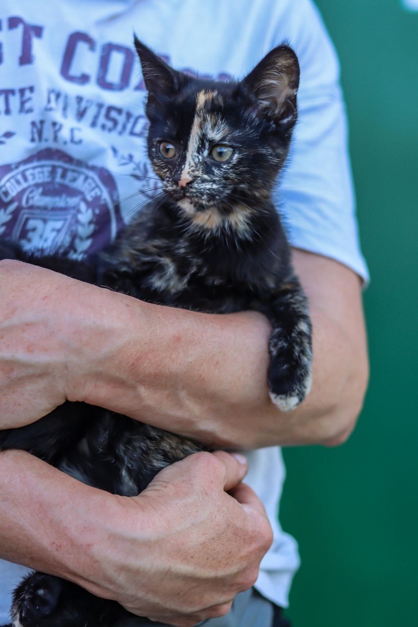 Kreska, delikatna kotka do adopcji