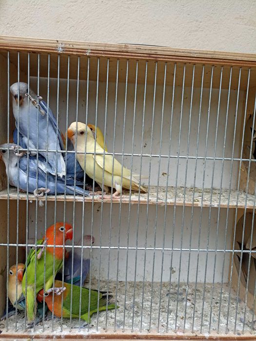 Nierozłączki czerwonoczelne 2025