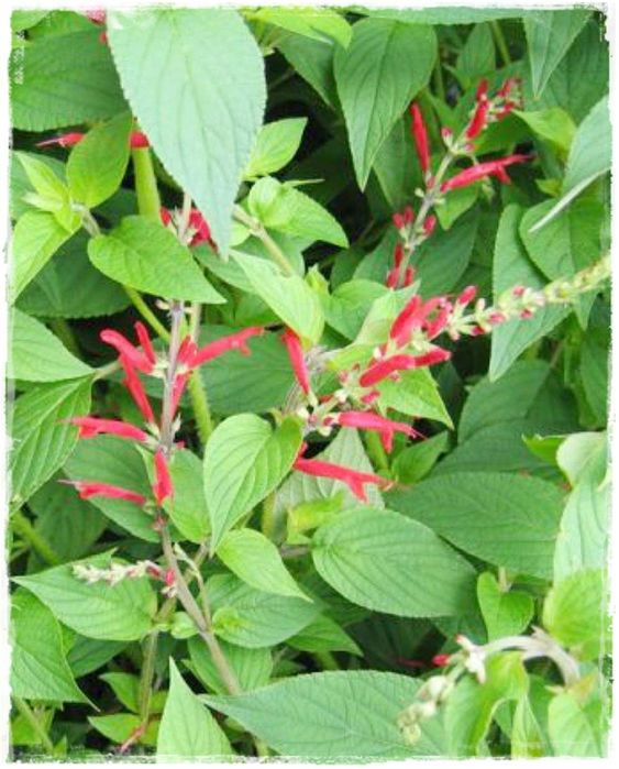 Plantas Sálvia ananás