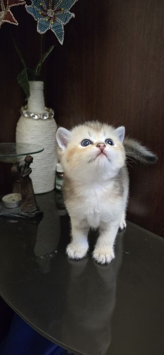 Британские Котята Золотой Шиншиллы