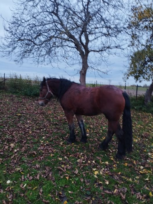 Klacz Polski Koń Zimnokrwisty