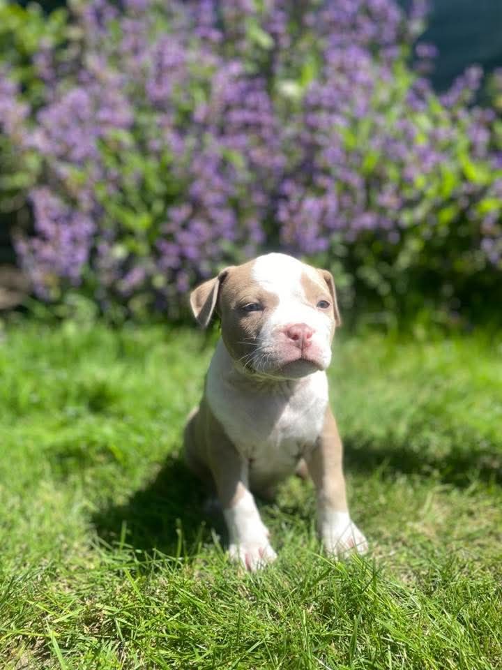 American Bully ABKC.