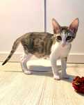 Setúbal / Margem Sul / Lisboa — JACINTO, gatinho para adoção