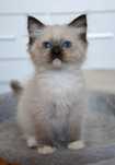 Koteczka ragdoll seal mitted