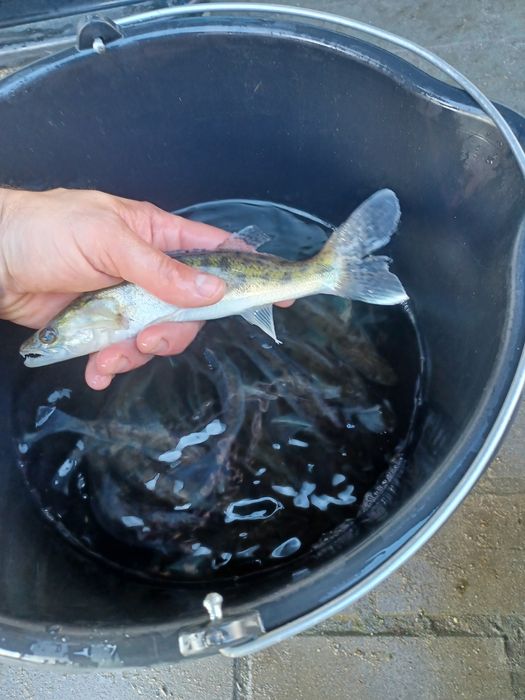 Sandacz 25cm+ i większe . Miętus, Jesiotr .