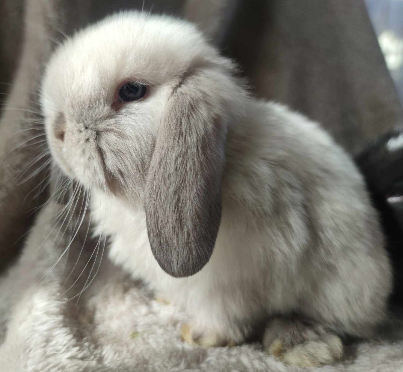 Króliczki Mini lopki