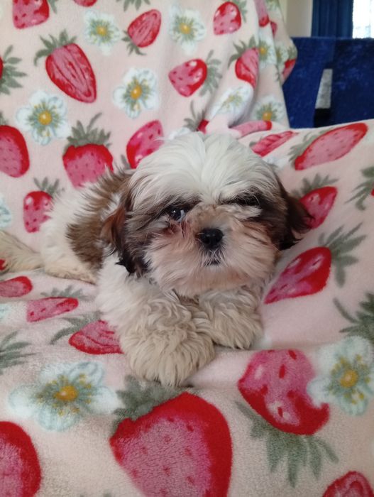 Shih tzu  sunia  śliczna
