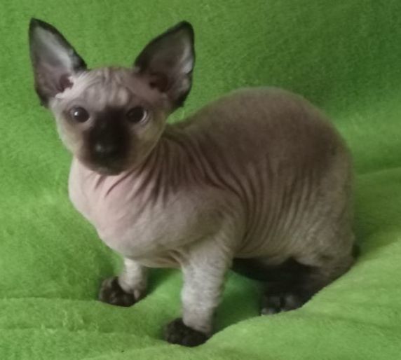 Кошенята сфінкси