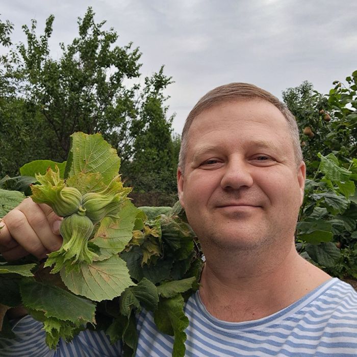Фундук Саджанці без обману. Саженцы фундука