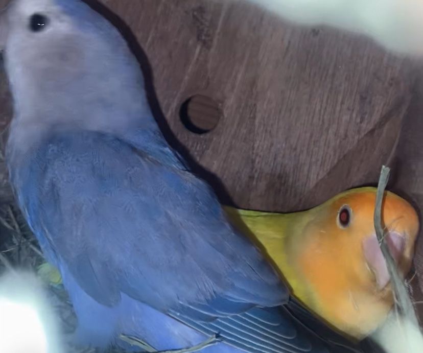 Vendo casal de agapones