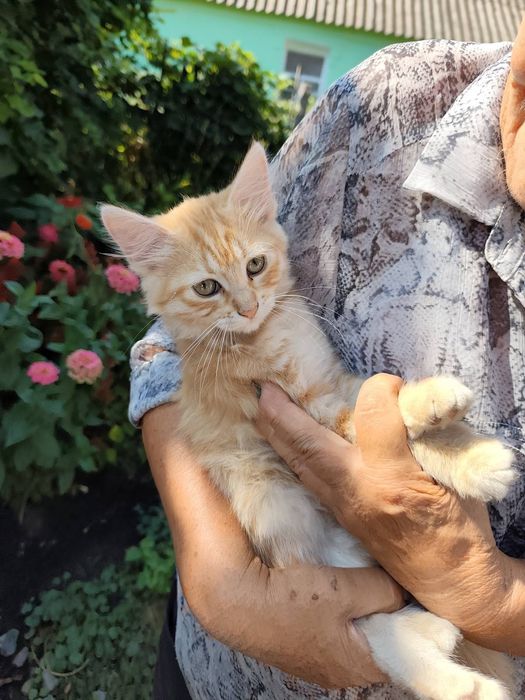 Віддам в хороші руки