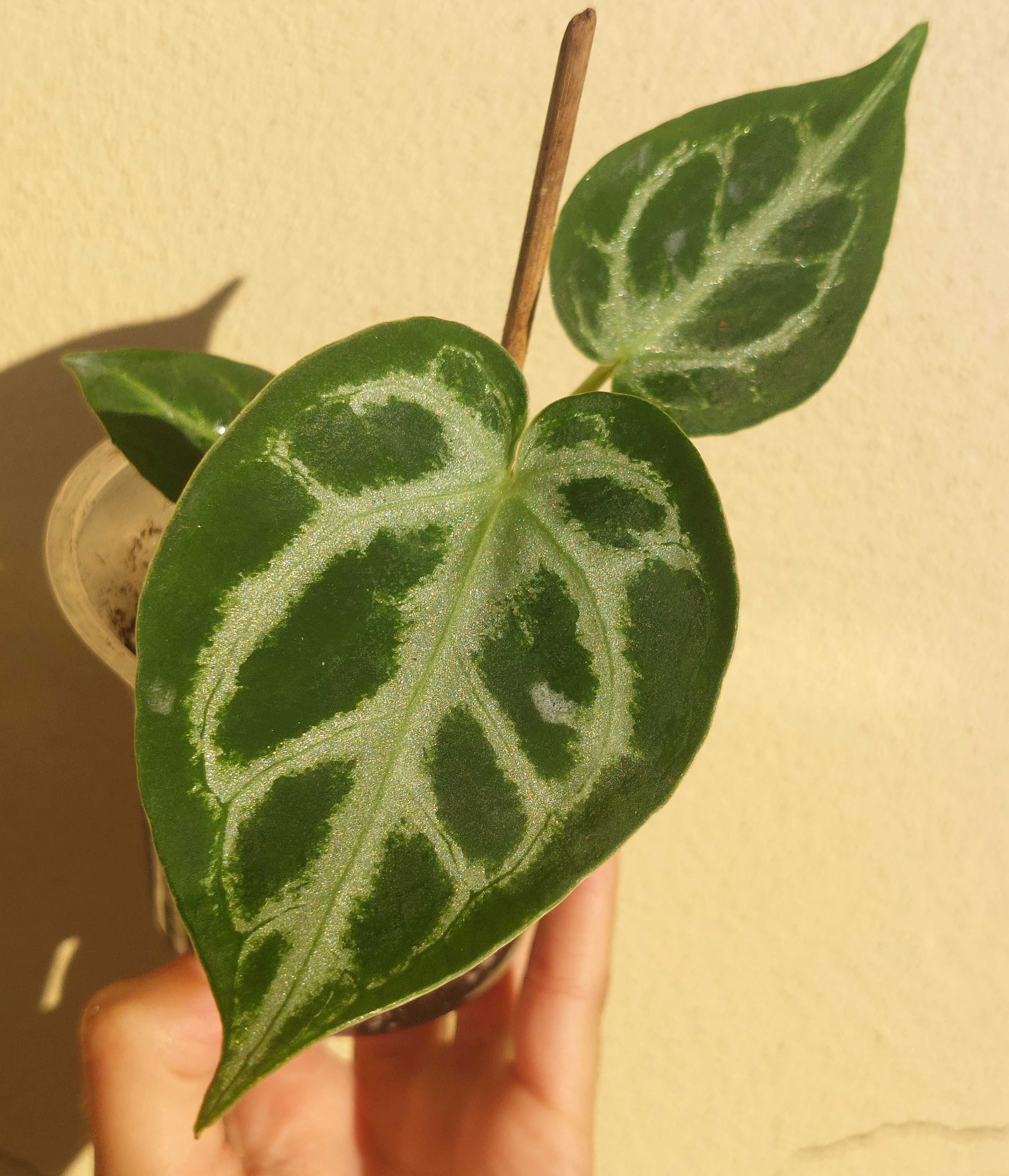 Planta Anthurium crystallinum Silver Blush