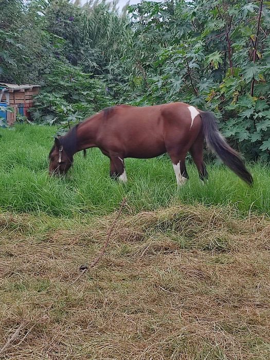 Cavalo com 3 anos