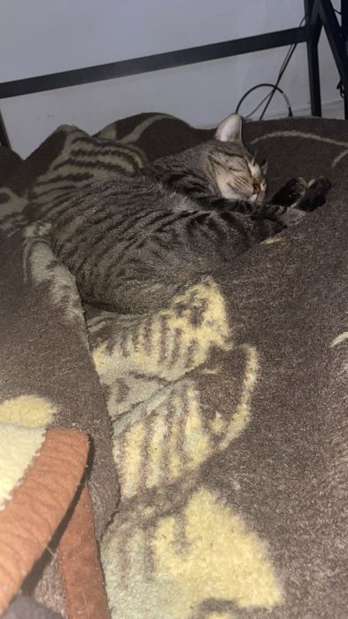 Gatinho Super dócil para Adoção
